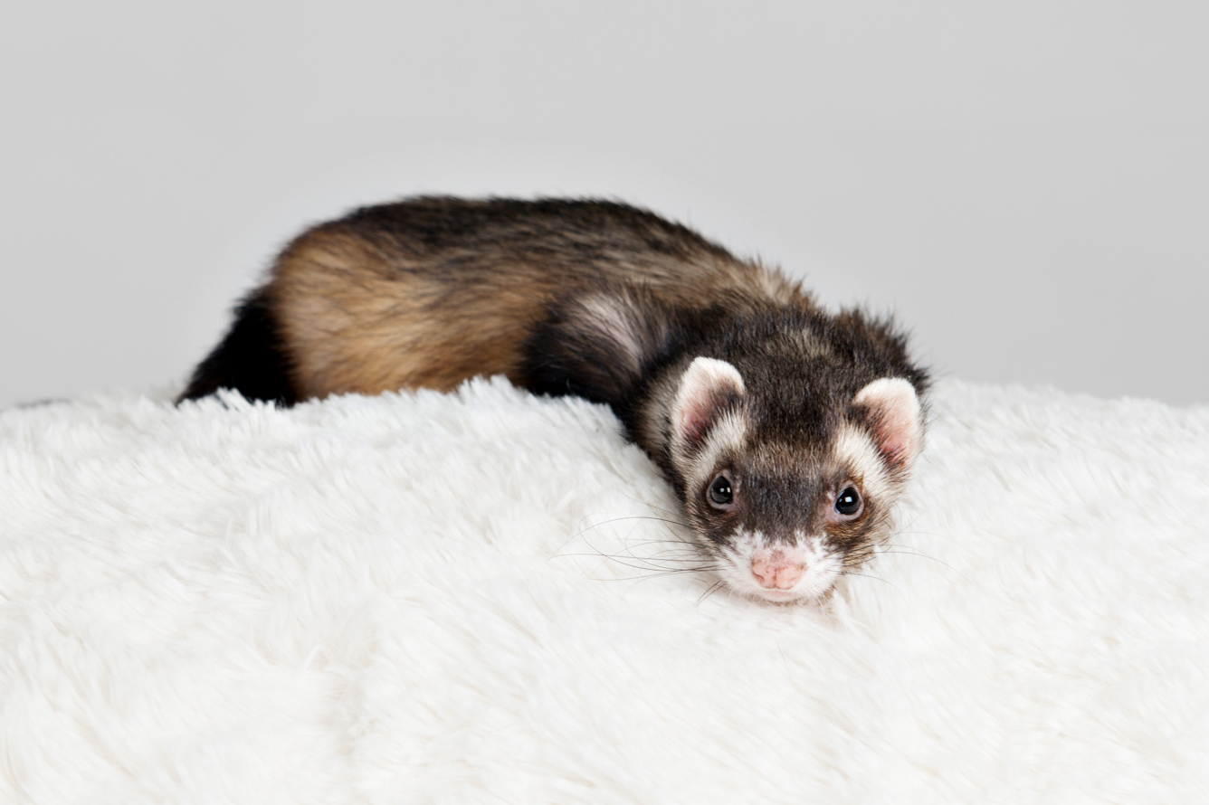 031314_Ferrets_46a.JPG